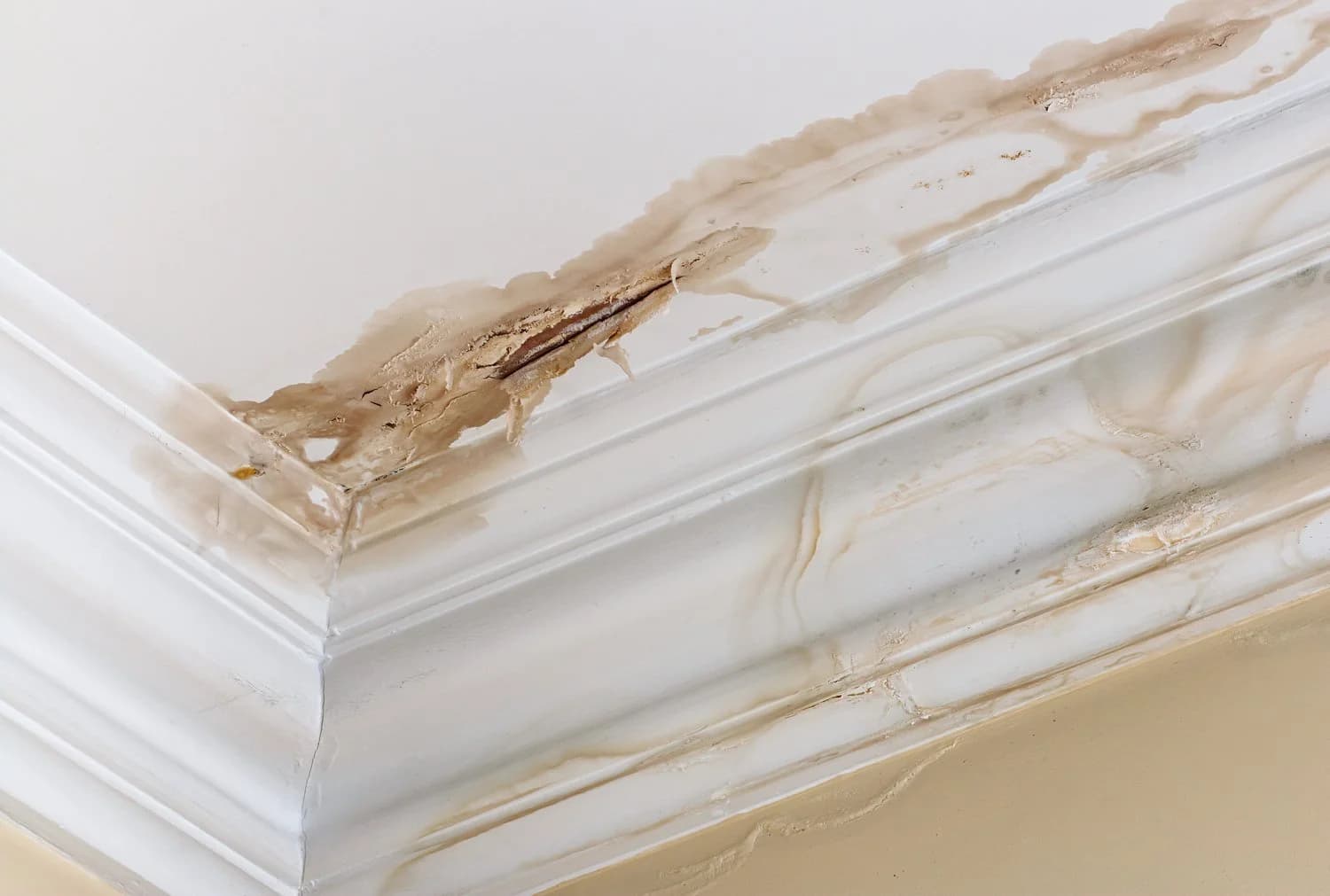 Close-up of a white ceiling and crown molding showing brown water stains and peeling paint from a roof leak.